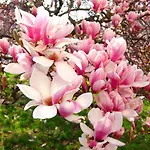 Magnolia *