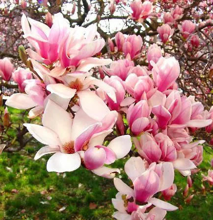 Magnolia *