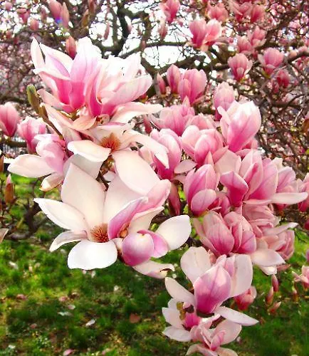 Magnólia *